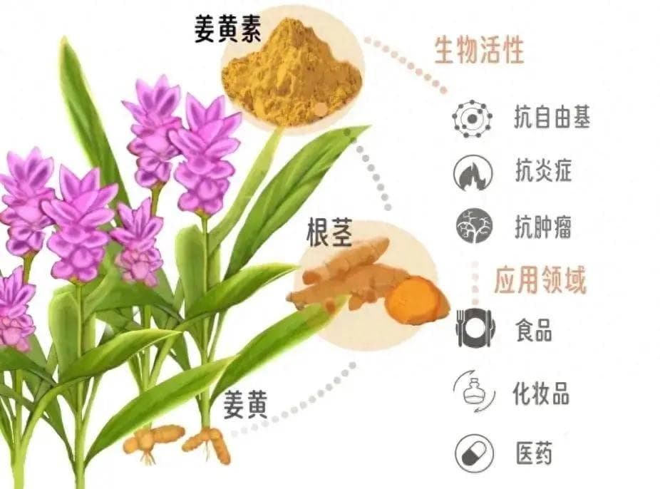 姜黄素治疗肺部结节研究获突破，怡诺清提高生物利用度
