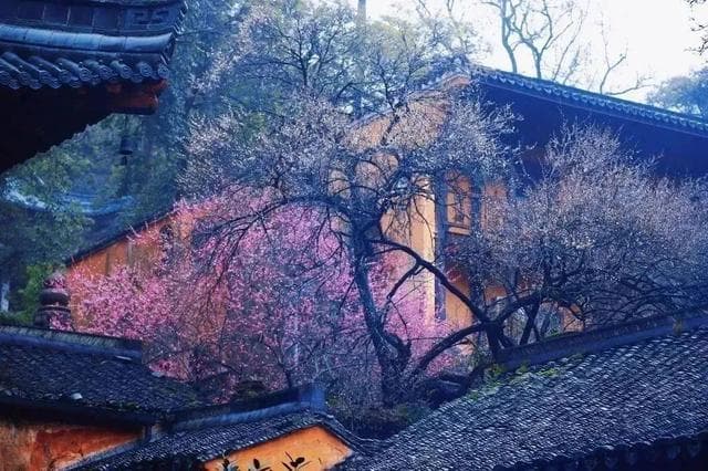 春日来信！来天台山邂逅“梅”好~