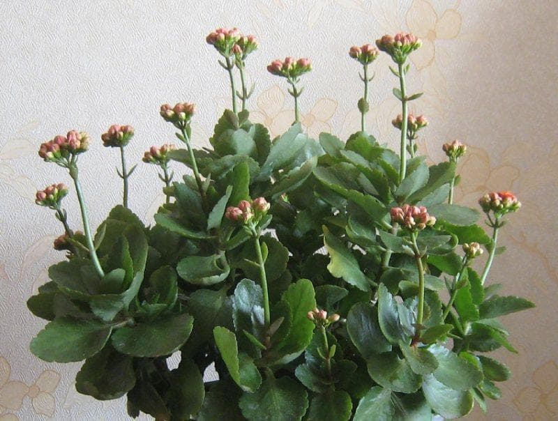 长寿花：探索长寿花背后的传统和科学意义