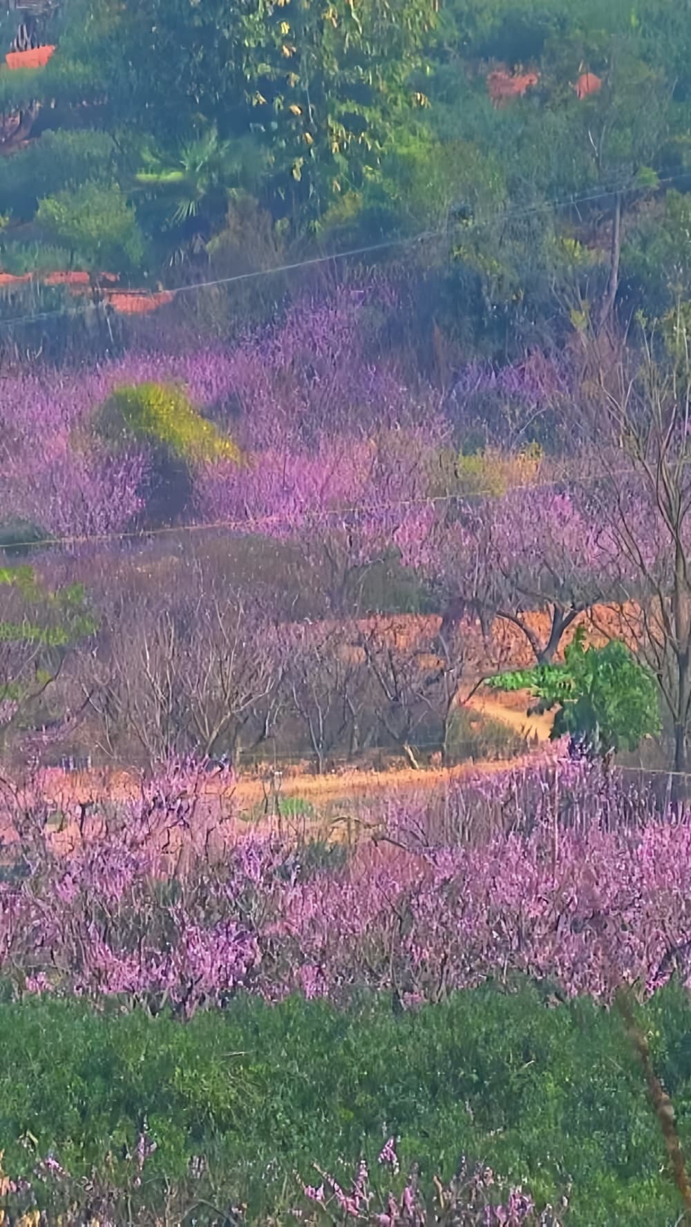 云南石屏：古韵乡愁 繁花似锦
