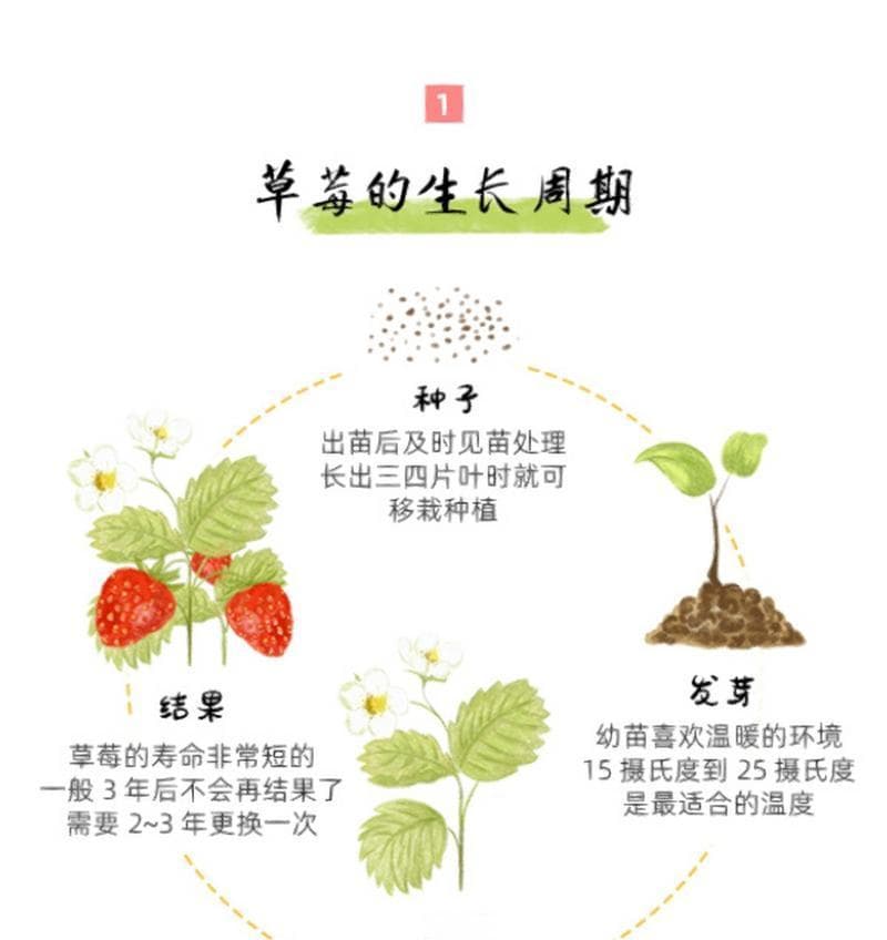 草莓种子可以种吗？（了解草莓种子的萌芽率及种植方法）