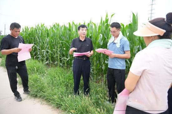 河北隆尧：农技服务进田间 指导玉米管理忙