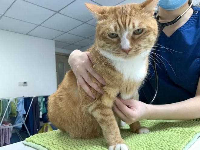 猫长寿秘诀：不同年龄段的体检方案，快收藏