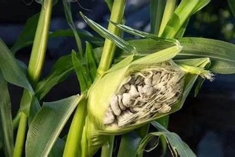 战胜玉米黑粉病：有效防治策略与用药指南