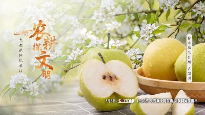 《农耕探文明》：探寻500年古梨园的生态密码