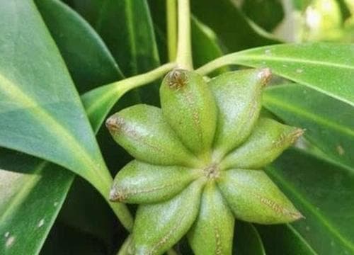八角木的养殖方法和注意事项