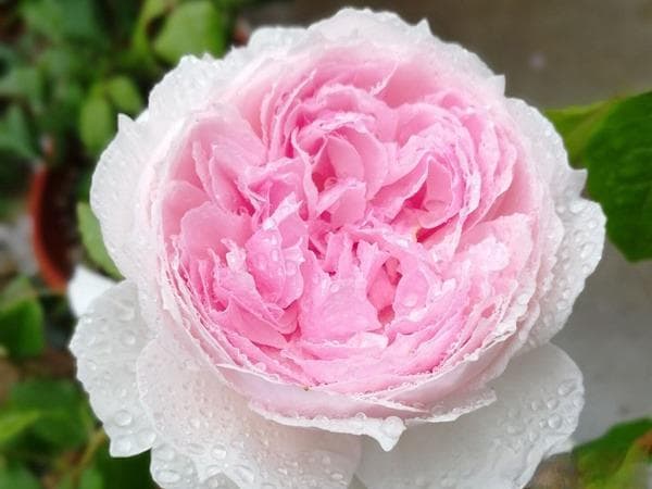 月季花诗句最出名诗句
