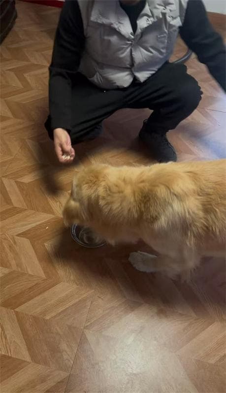 无门槛、无监管、隐性暴力……“潘宏们”背后的训犬行业