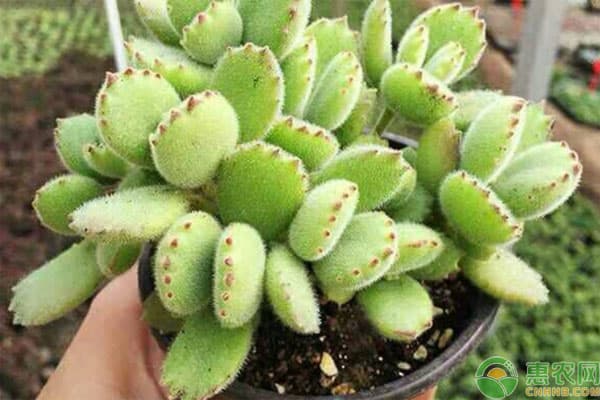 熊童子的种植和养护方法