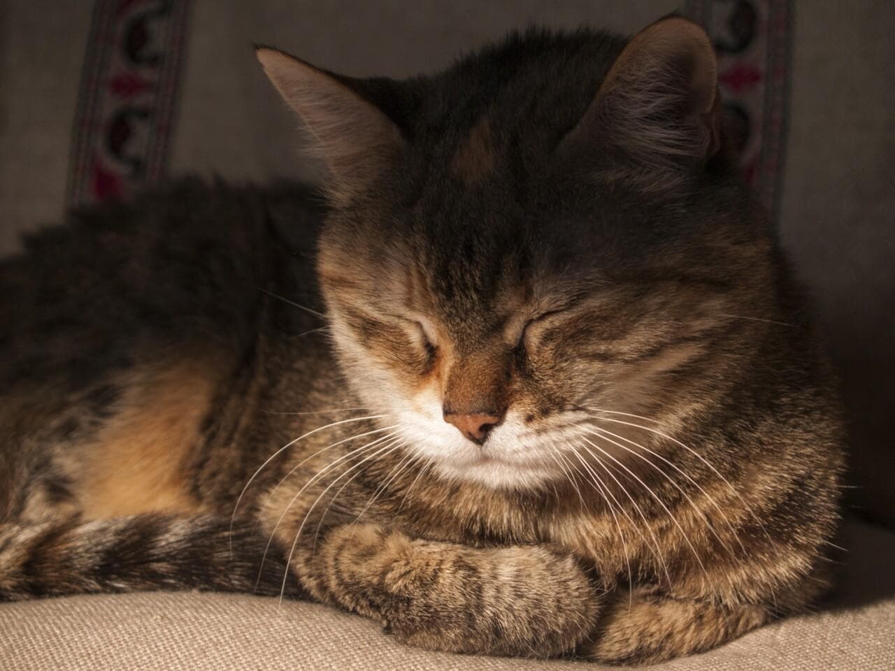 猫咪感冒症状频发？可能是上呼吸道感染在作怪