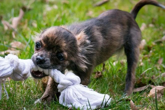 狂犬病已到高发期，暴露后一定要做好规范处置！