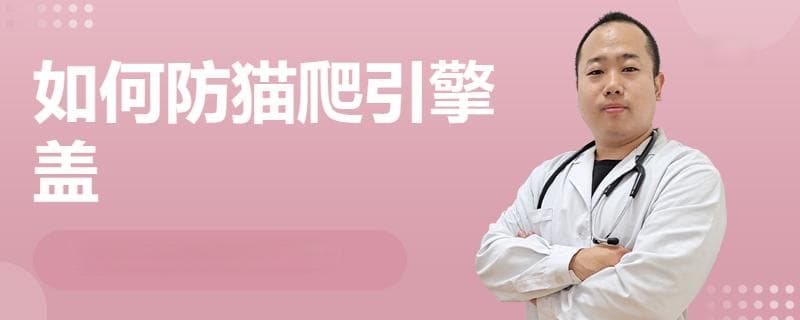 如何防猫爬引擎盖