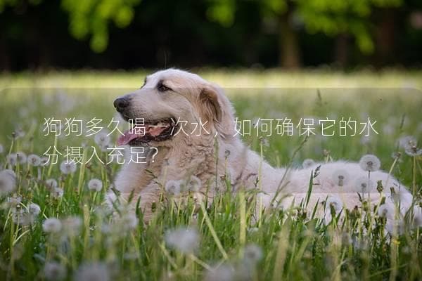 狗狗多久喝一次水，如何确保它的水分摄入充足？