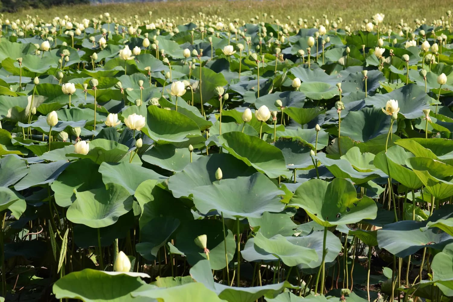 秋末种植莲藕正当时：从选种到管理的高产秘诀