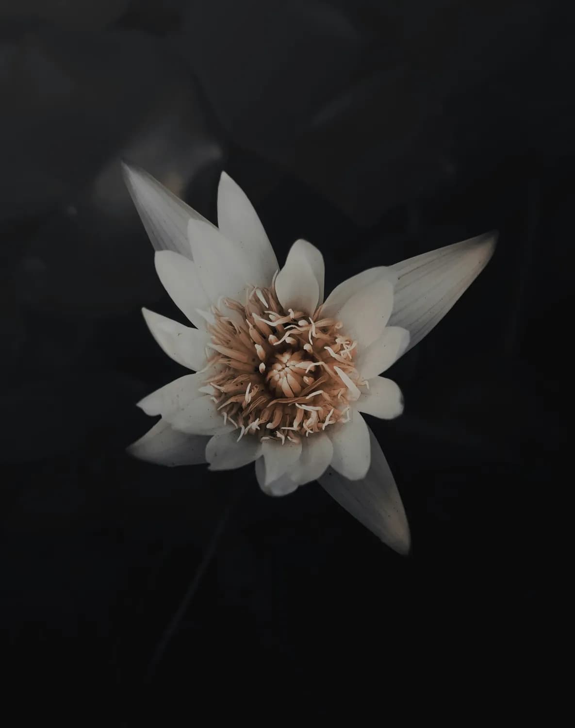 《昙花一现雨及时》：周深郑云龙演绎的古风情韵