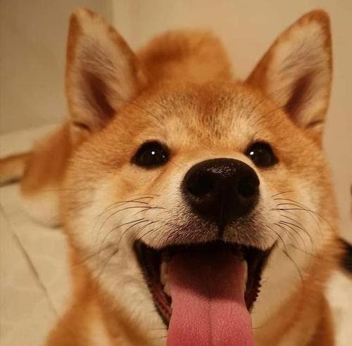 如何改善干枯的柴犬毛发？（护理秘诀与常见误区）