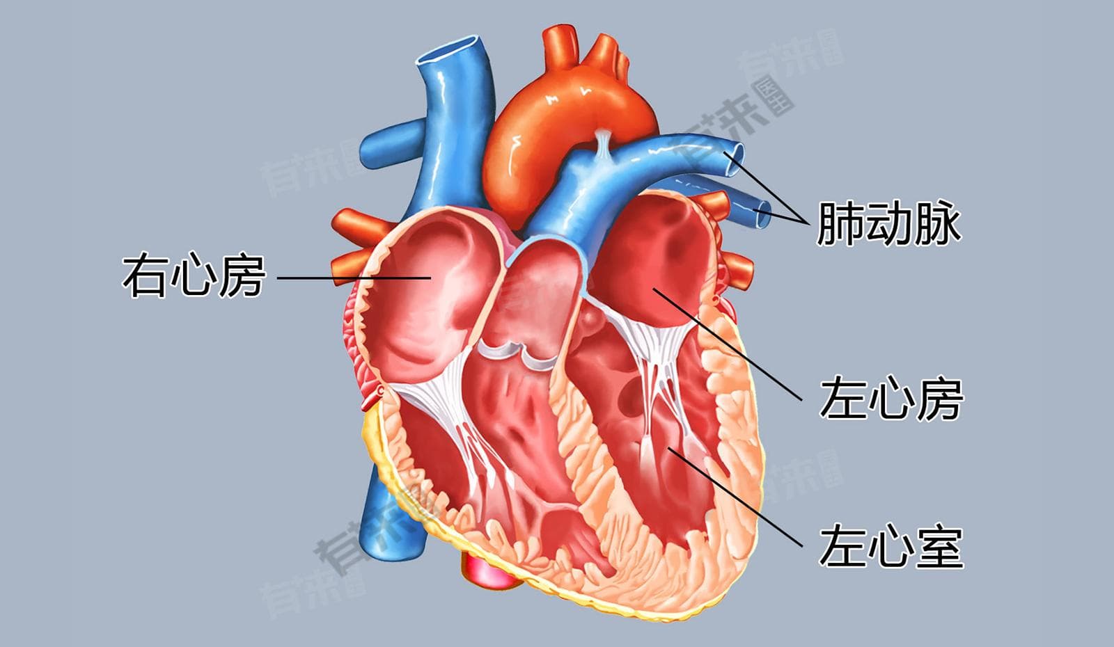 左心房肥大：病因、治疗与预后全解析
