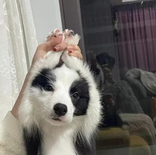 幼犬边牧的饮食指南（幼犬吃什么？分阶段为主！）