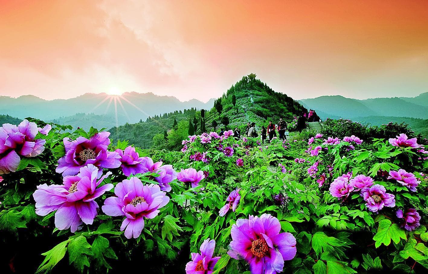 重庆春季赏花攻略：十大主题线路带你玩转花海