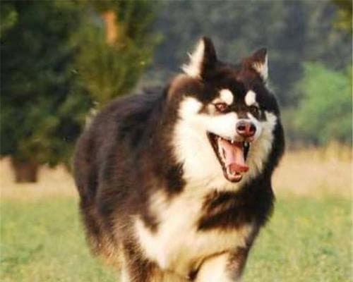阿拉斯加雪橇犬养殖指南：从选择到养护的全方位指导