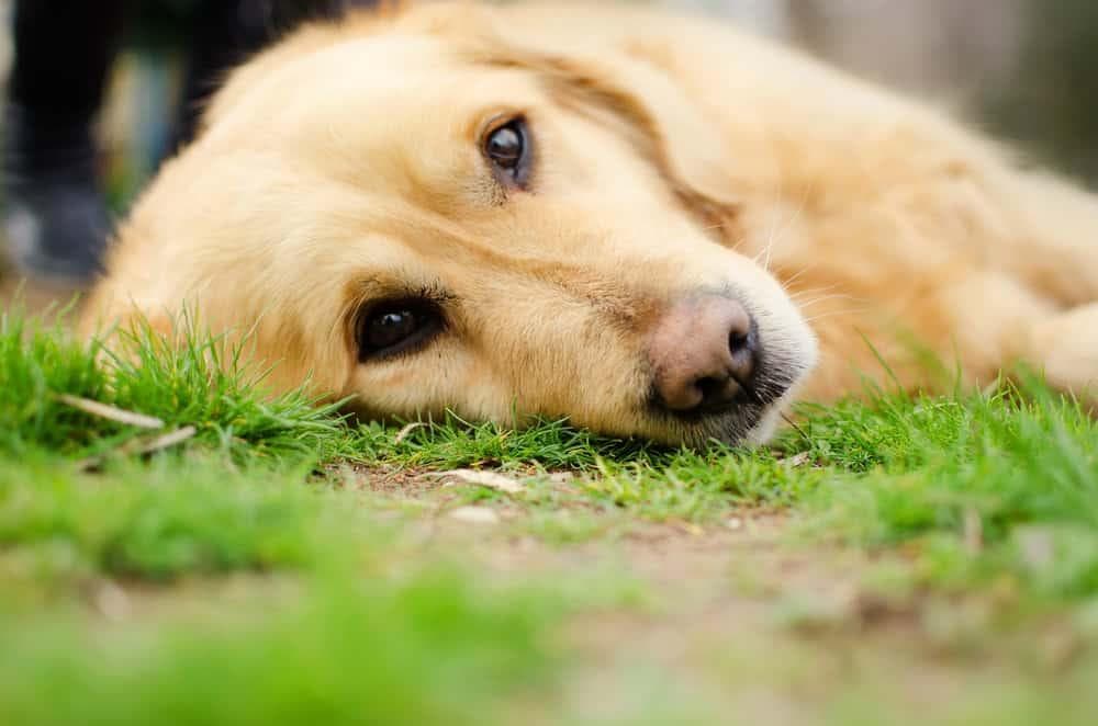 你的狗可以多久不吃东西？这是你需要知道的