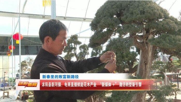 宿迁沭阳：电商直播赋能花木产业 "新媒体 +" 激活转型新引擎