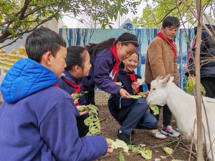 劳动、生命教育，还是放松解压、培养责任感？学校为何热衷饲养动物