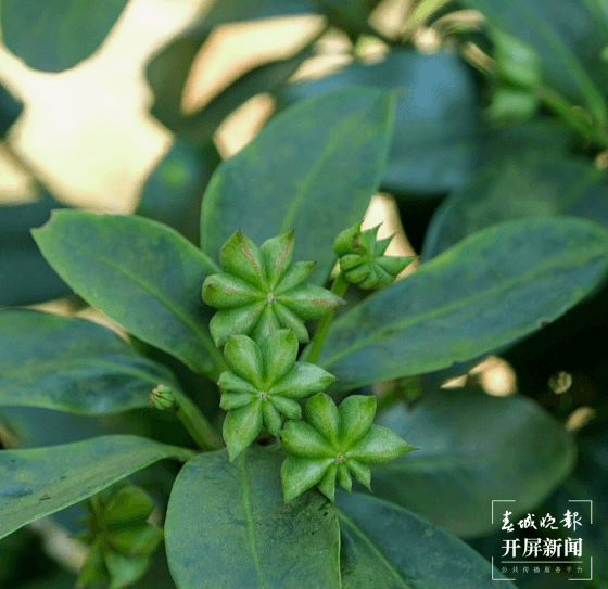广南县：八角树成“摇钱树” 八角林变“致富林”