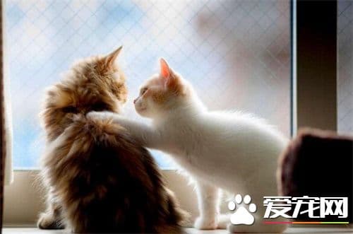 猫猫晕车怎么办 猫咪晕车的几大表现