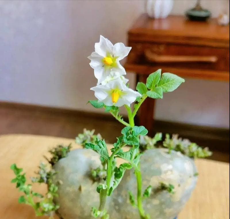 土豆催芽的最简单方法（快速催芽，让土豆更好吃）