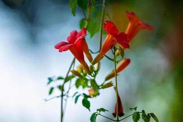 凌霄花的花语和寓意：敬佩与慈爱的力量，不懈攀登的生命力