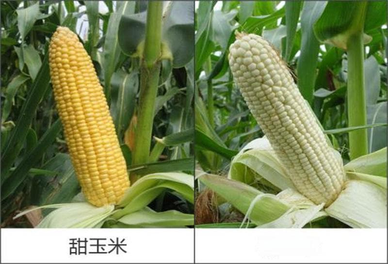 糯玉米和甜玉米谁是升糖刺客？实测数据：控糖人群吃错很危险