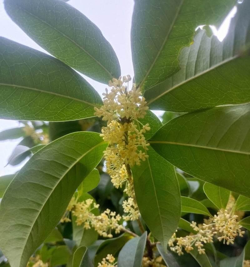 香气四溢，芬芳无比——桂花的花语（桂花花语的神奇之处与文化内涵）