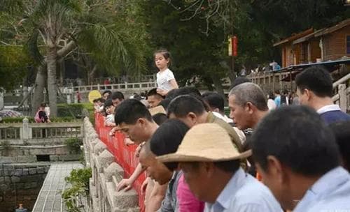 你知道你放生的龟有多凶残吗？