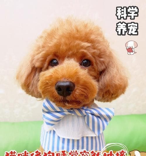 狗狗睡觉时抽搐的原因及处理方法