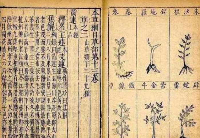 《本草纲目》：李时珍的医学巨著与现代养生之道