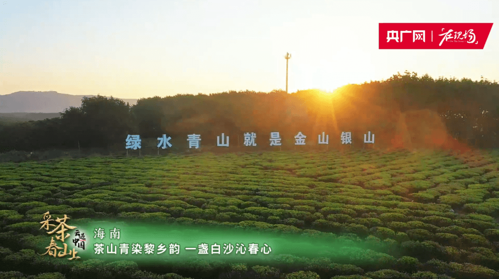 云遇丰收节·采茶春山上｜海南白沙：春茶吐新绿  采摘正当时