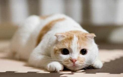 猫咪肾结石的原因、处理方法与预防措施