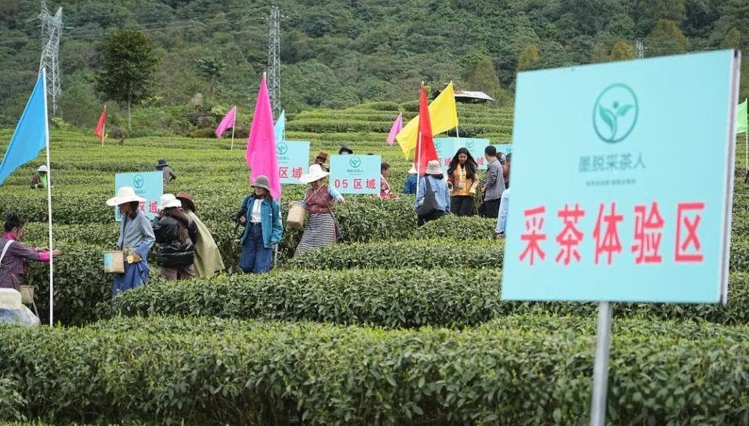 墨脱县“三举措”打出茶产业发展“组合拳”  助力茶产业高质量发展