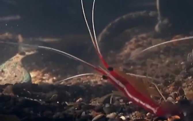 揭秘鼓虾：会打鼓的神奇海洋生物