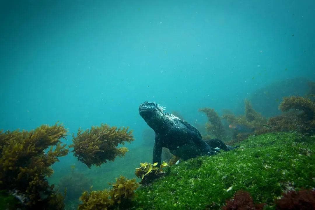如何优化全球自然保护区网络？新研究揭示生物多样性保护的新视角