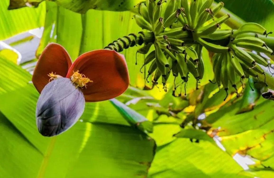 芭蕉花炖猪心：云桂传统药膳里的养生智慧