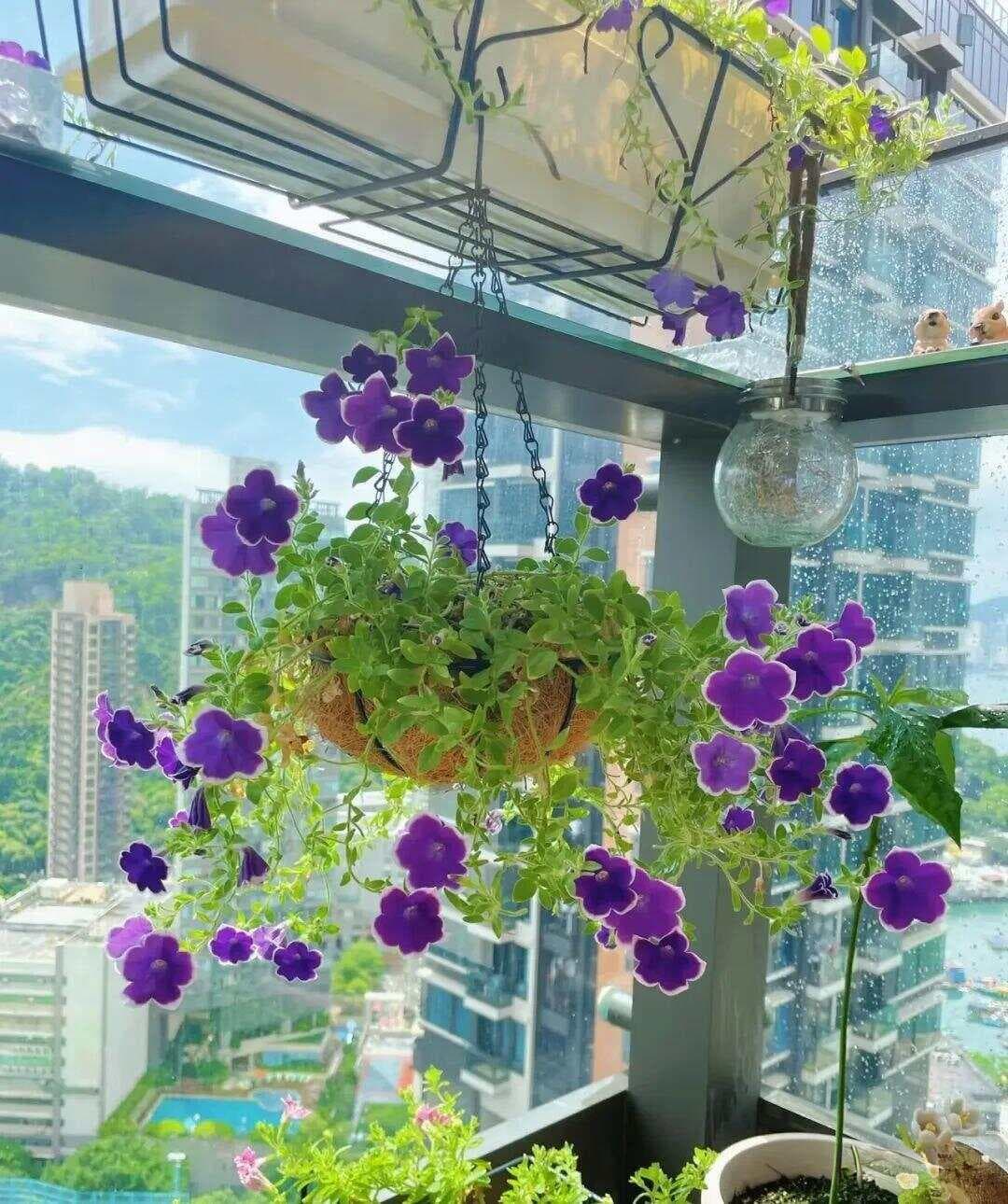 春天最易爆盆的6种花，现在养正当时，轻松爆盆，花开不停歇