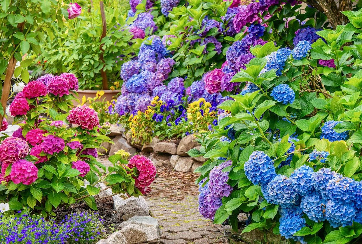 绣球花施肥指南：掌握时机、方法与常见误区，让你的花园绽放绚丽色彩