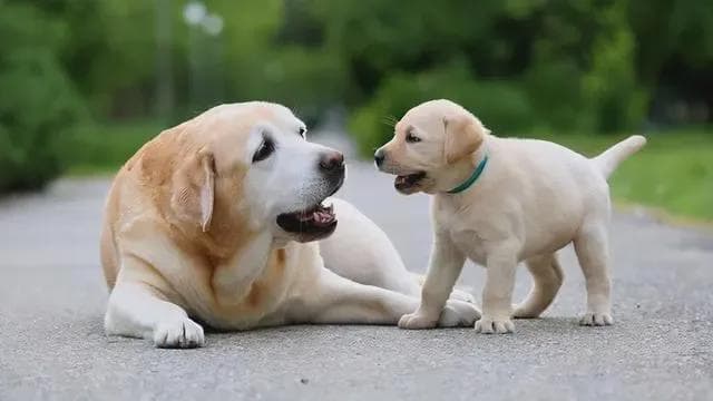 狗狗一岁等于人多少岁？大型犬寿命竟比小型犬短？