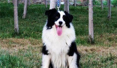 边境牧羊犬训练指南：从基础到进阶的全面教程