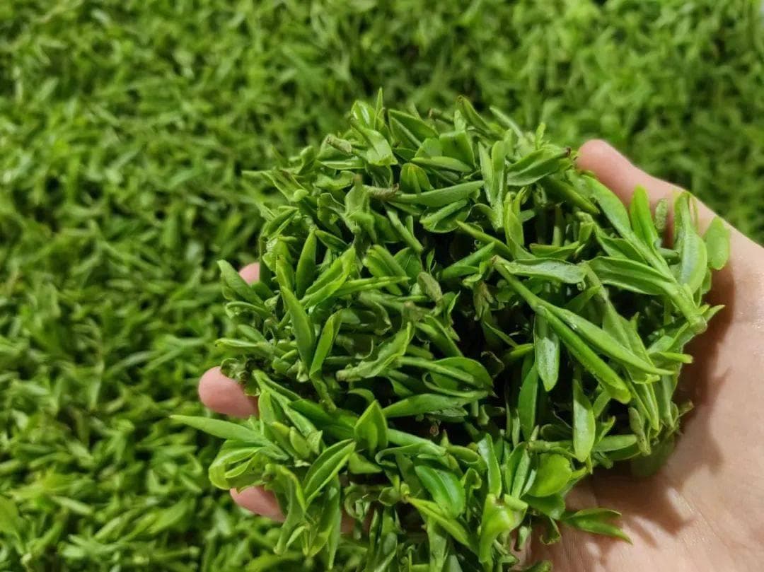 为何买到的茶叶有嫩有老？来看看不同茶类的采摘标准！