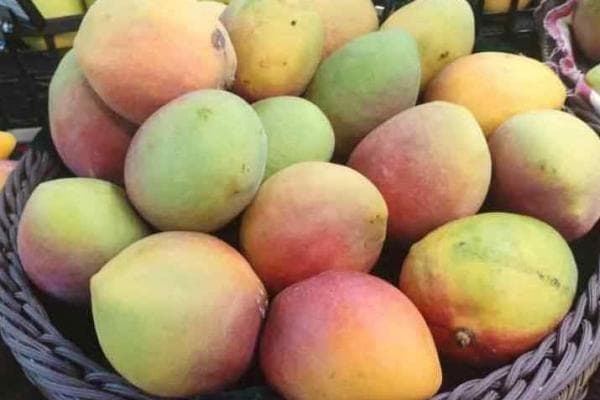 青芒的功效与作用、禁忌和食用方法