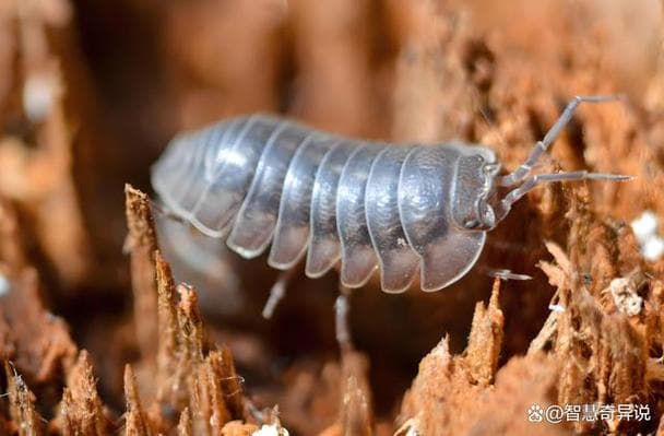 西瓜虫是什么虫？揭秘西瓜虫：它究竟是什么虫？!