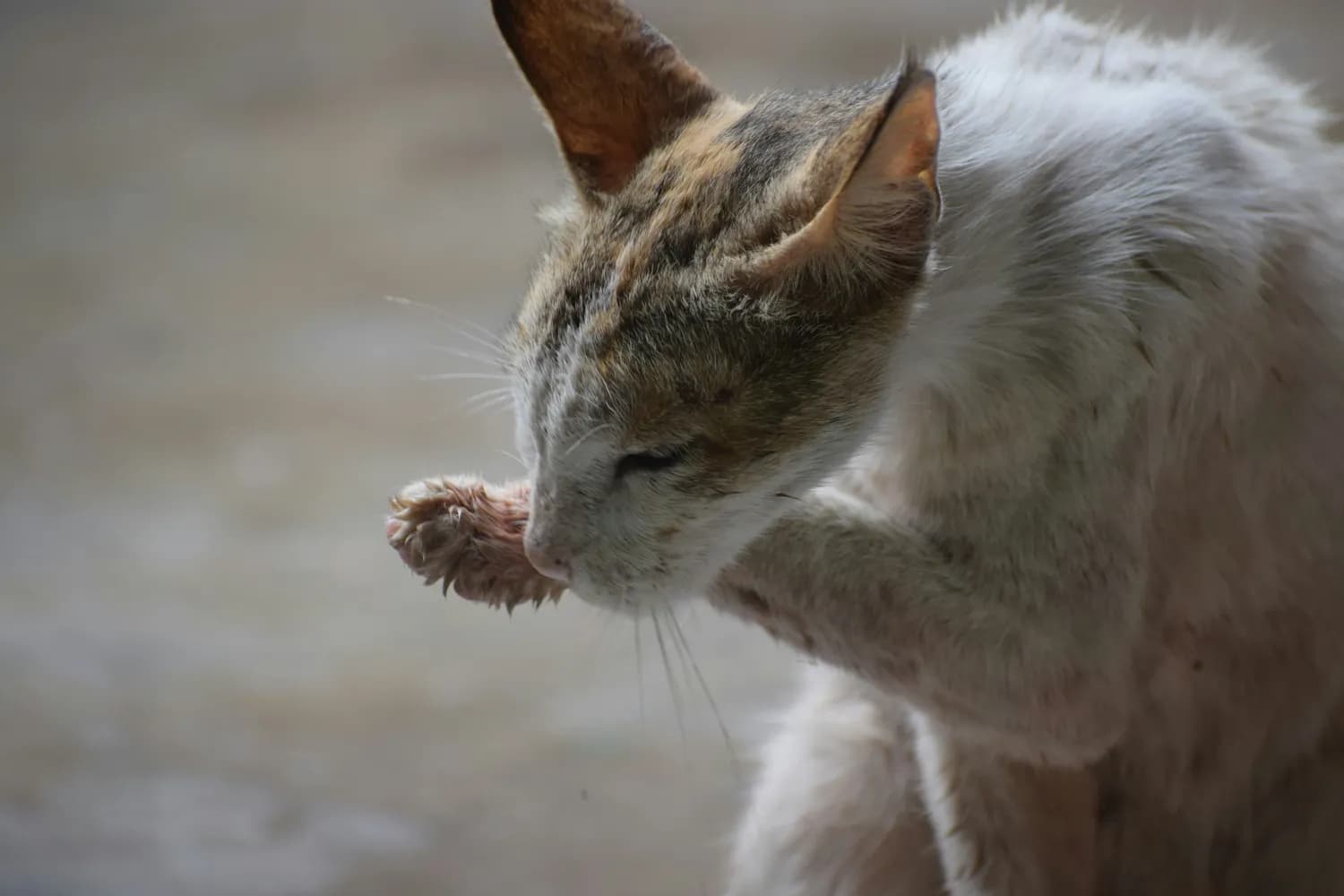 揭秘猫咪自洁能力：如何科学协助爱宠保持清洁？